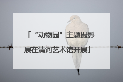 “动物园”主题摄影展在清河艺术馆开展