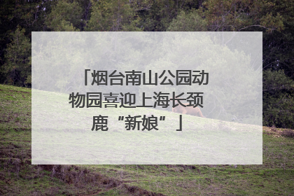 烟台南山公园动物园喜迎上海长颈鹿“新娘”