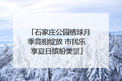 石家庄公园绣球月季竞相绽放 市民乐享夏日缤纷美景