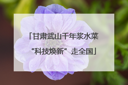 甘肃武山千年浆水菜“科技焕新”走全国