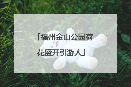 福州金山公园荷花盛开引游人