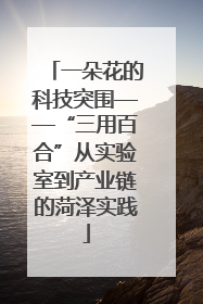 一朵花的科技突围——“三用百合”从实验室到产业链的菏泽实践