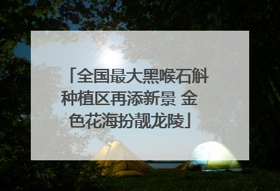 全国最大黑喉石斛种植区再添新景 金色花海扮靓龙陵