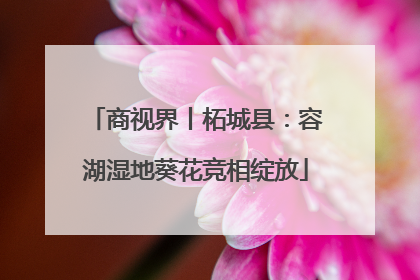 商视界丨柘城县：容湖湿地葵花竞相绽放