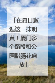 在夏日邂逅这一抹明黄！厦门多个路段和公园腊肠花盛放