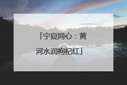 宁夏同心：黄河水润枸杞红