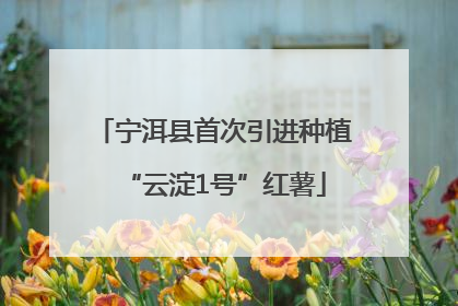 宁洱县首次引进种植“云淀1号”红薯