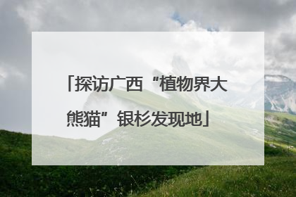 探访广西“植物界大熊猫”银杉发现地