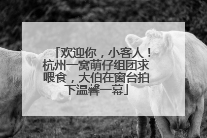 欢迎你，小客人！杭州一窝萌仔组团求喂食，大伯在窗台拍下温馨一幕