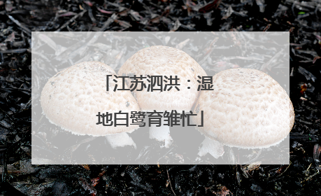 江苏泗洪：湿地白鹭育雏忙