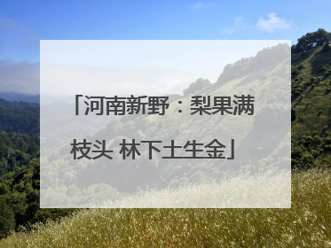 河南新野：梨果满枝头 林下土生金