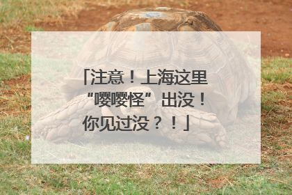 注意！上海这里“嘤嘤怪”出没！你见过没？！