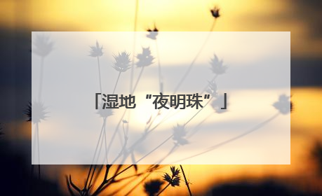 湿地“夜明珠”