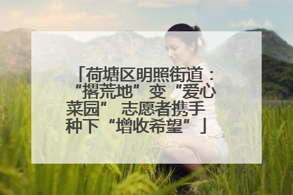 荷塘区明照街道：“撂荒地”变“爱心菜园” 志愿者携手种下“增收希望”