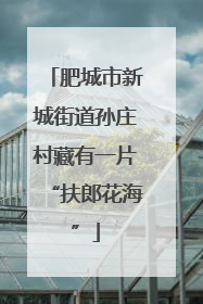 肥城市新城街道孙庄村藏有一片“扶郎花海”