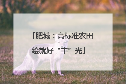 肥城：高标准农田绘就好“丰”光
