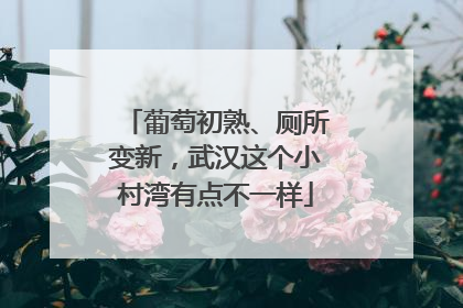 葡萄初熟、厕所变新，武汉这个小村湾有点不一样