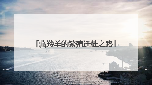 藏羚羊的繁殖迁徙之路