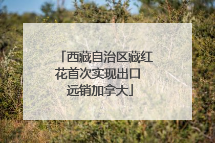 西藏自治区藏红花首次实现出口 远销加拿大