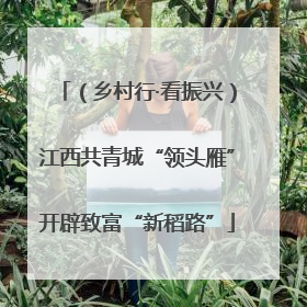 （乡村行·看振兴）江西共青城“领头雁”开辟致富“新稻路”